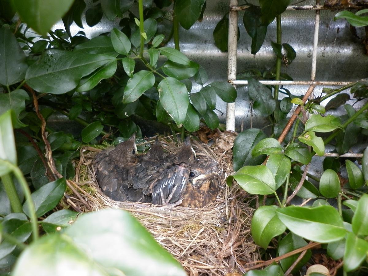 Pinedale Cottage Tirau Ngoại thất bức ảnh
